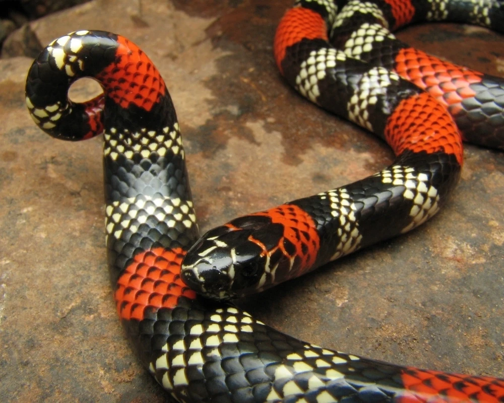 Serpente coral-verdadeira com anéis pretos, brancos e vermelhos enrolada sobre uma pedra.