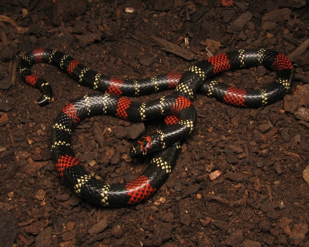 Serpente coral-verdadeira com anéis pretos, brancos e vermelhos enrolada no chão de terra.
