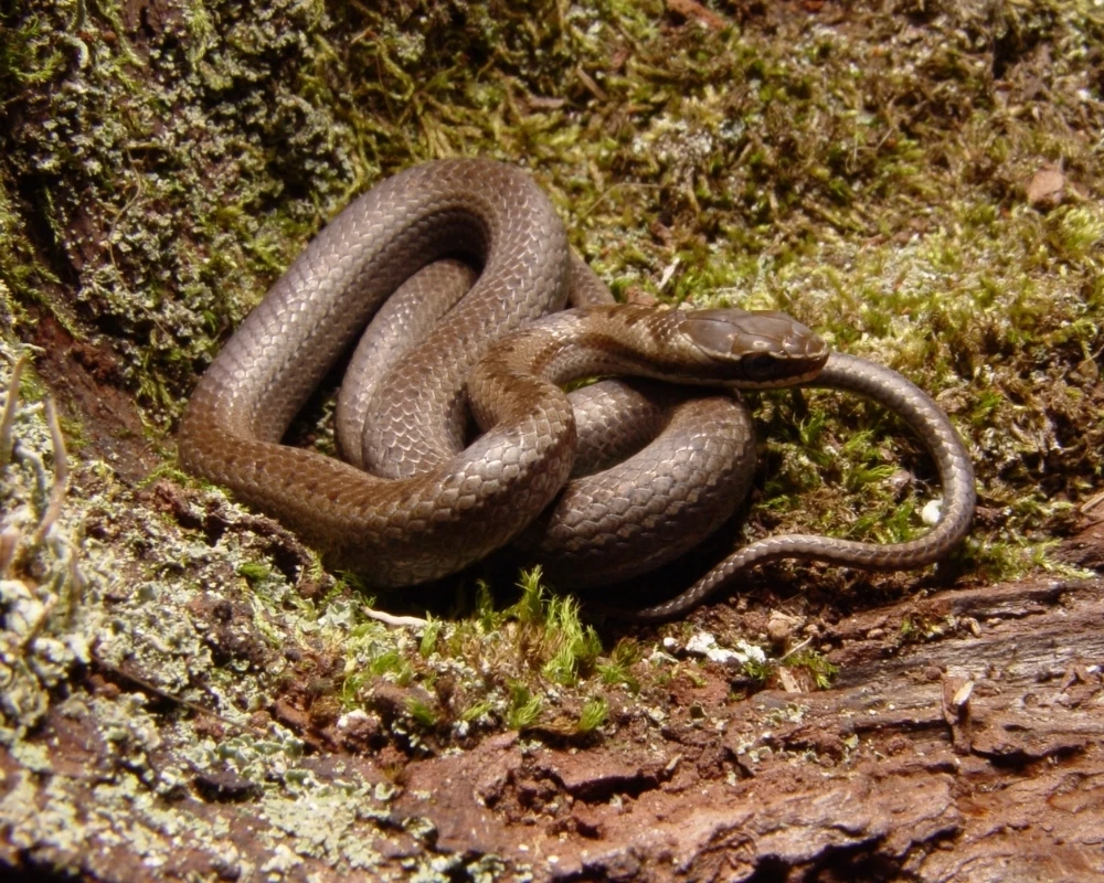 Serpente marrom enrolada sobre madeira com musgos.