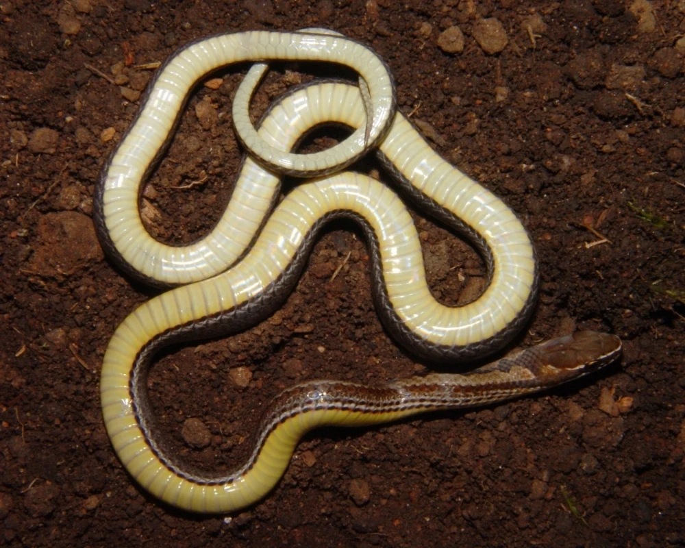 Serpente marrom com ventre claro virado para cima, enrolada sobre terra.