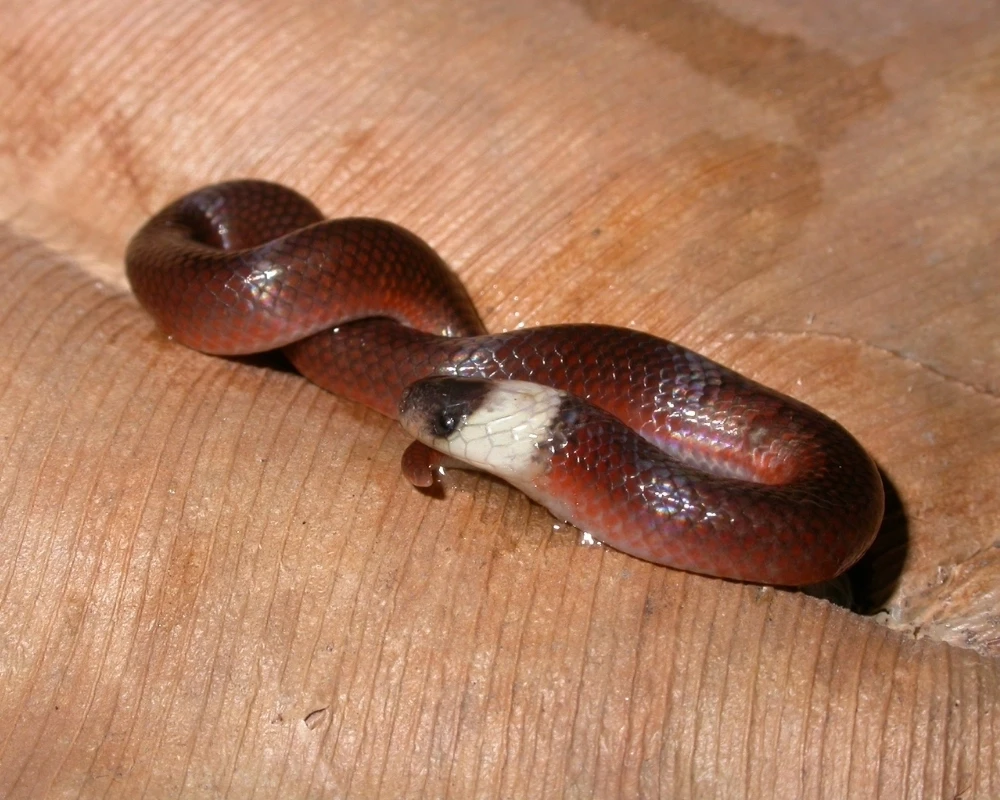 Cobra pequena marrom-avermelhada com cabeça clara e corpo cilíndrico, fotografada sobre folha seca.