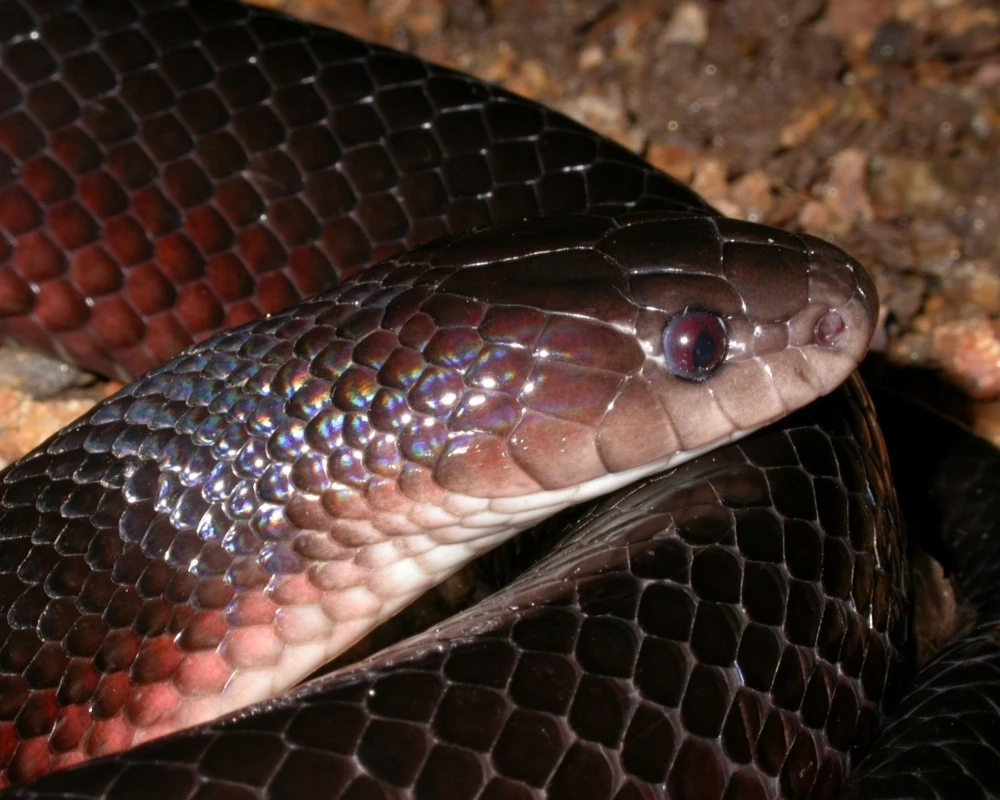 Cobra preta com cabeça clara e reflexo iridescente nas escamas, em ambiente natural.