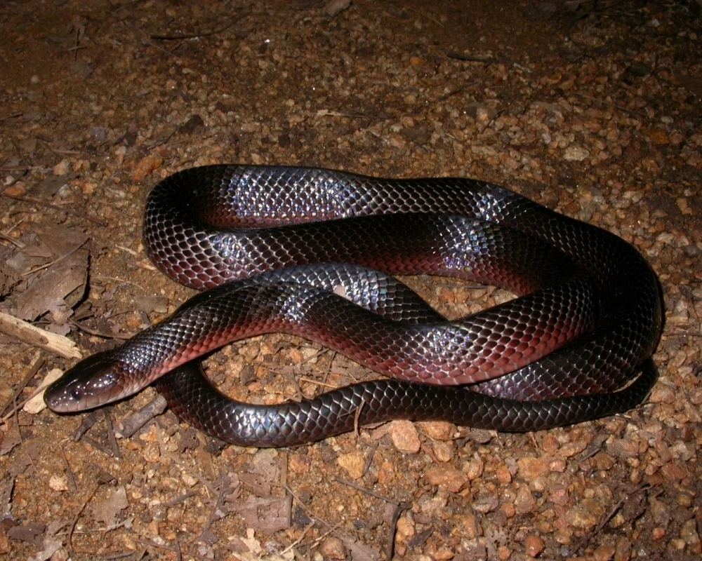 Cobra preta com escamas laterais avermelhadas, fotografada no chão de terra.