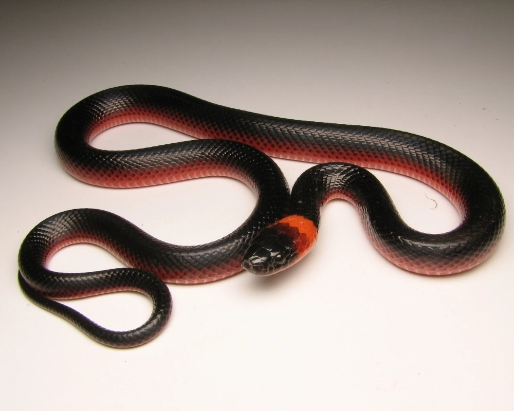 Cobra preta com faixa vermelha lateral, anel vermelho no pescoço e escamas brilhantes, em estúdio.