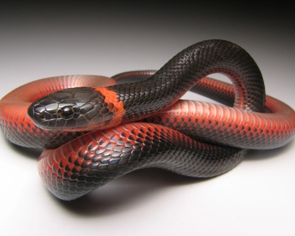 Detalhe da cabeça de uma cobra preta com anel vermelho no pescoço e escamas lisas.