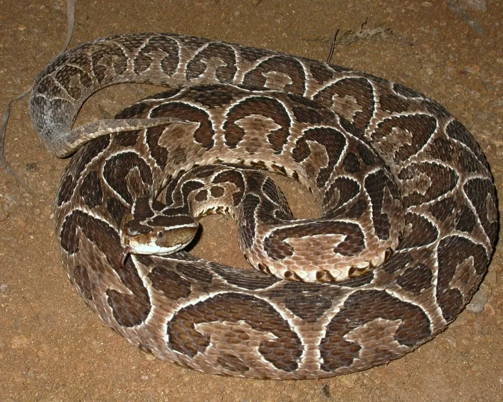 Urutu-cruzeira, serpente marrom com manchas em formato de ferradura, enrolada sobre solo arenoso.