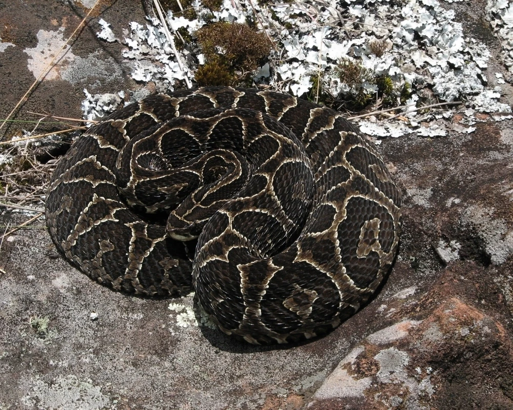 Cobra urutu-cruzeira escura com manchas bege contrastantes, enrolada sobre rocha com líquens em ambiente natural.
