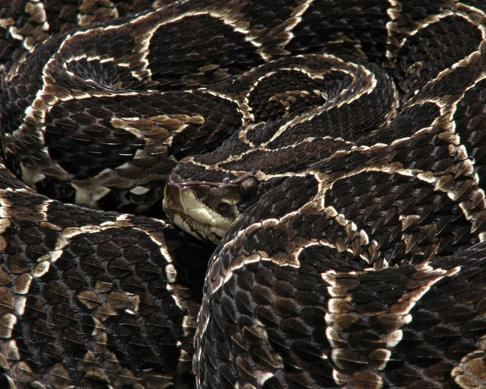 Close-up de cobra urutu-cruzeira com escamas marrom-escuras e desenhos claros, cabeça parcialmente visível entre o corpo enrolado.