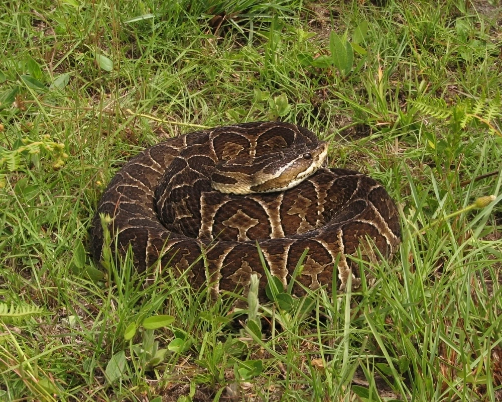 Cobra urutu-cruzeira marrom com marcas claras em padrão sinuoso, enrolada na grama verde em área aberta.