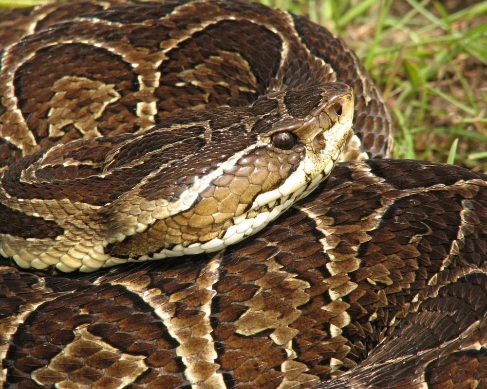 Close-up de urutu-cruzeira, serpente marrom com padrão geométrico no corpo e cabeça triangular em destaque.