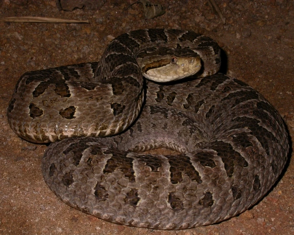Cobra jararaca-pintada com corpo robusto marrom e cinza e manchas escuras laterais, enrolada em solo de terra.