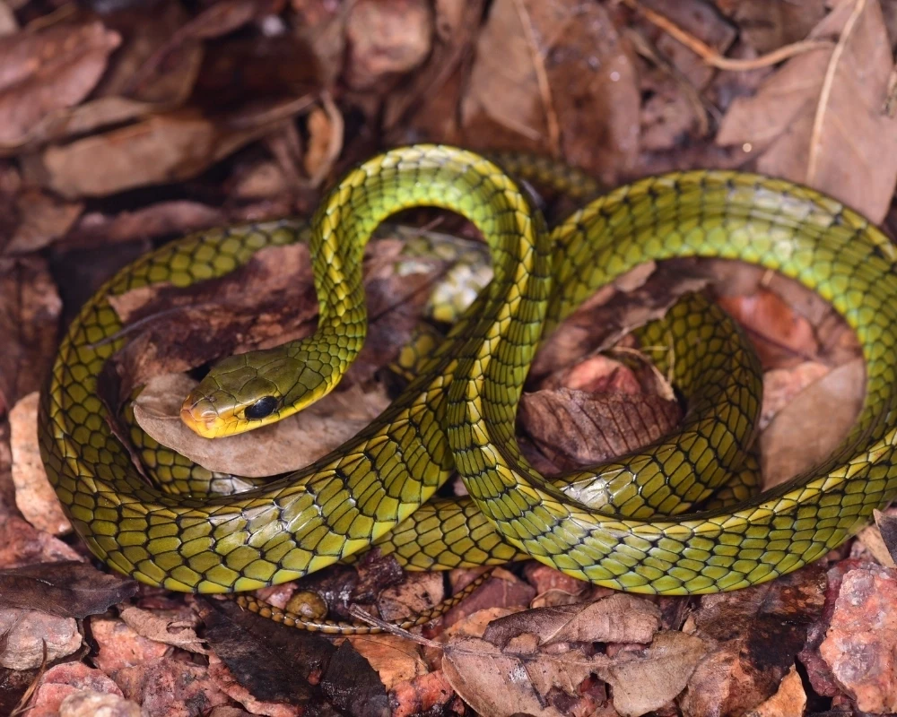 Cobra cipó de corpo fino e escamas de cores verde e amarelo, enrolada sobre folhas secas em ambiente natural.