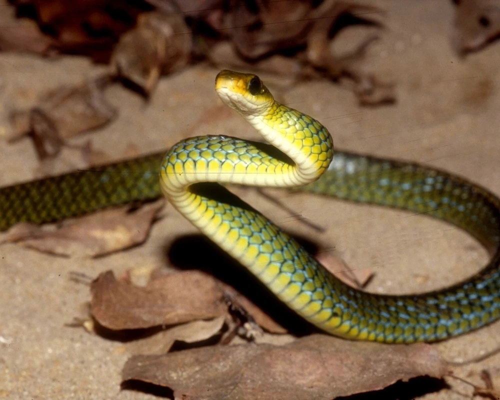 Cobra verde com parte inferior amarelada e dorso verde, corpo elevado sobre solo com folhas.
