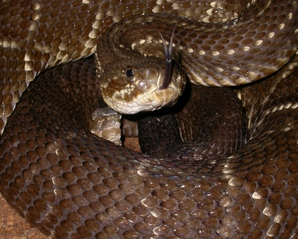Cobra cascavel marrom com chocalho visível na cauda, enrolada com a língua para fora em posição defensiva.