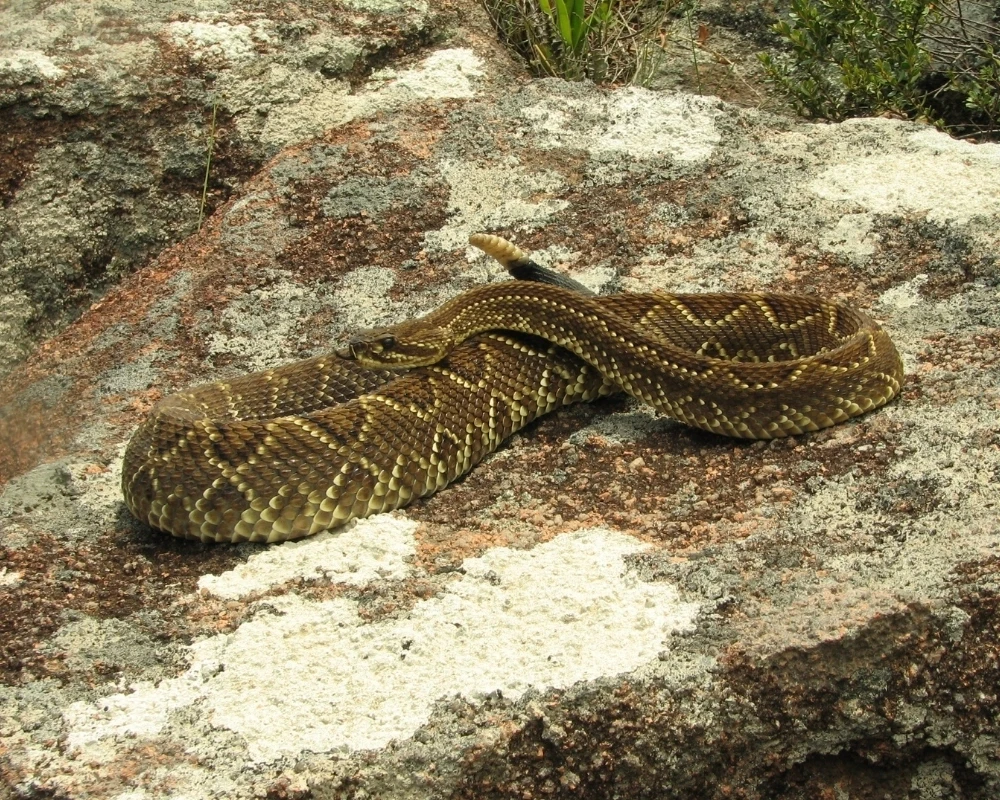 Cobra cascavel com corpo marrom e desenhos claros laterais, estendida sobre rocha com vegetação ao redor.