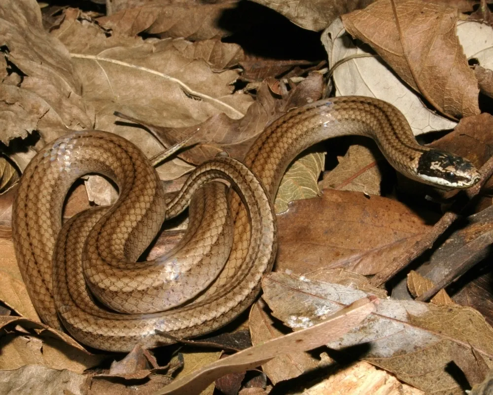 Serpente marrom-clara enrolada entre folhas secas no chão da floresta.