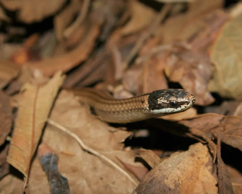 Close-up de serpente marrom-clara entre folhas secas, com cabeça parcialmente erguida.