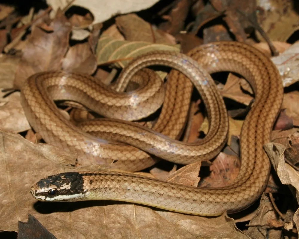Serpente marrom uniforme com listras longitudinais enrolada sobre tronco úmido na mata.
