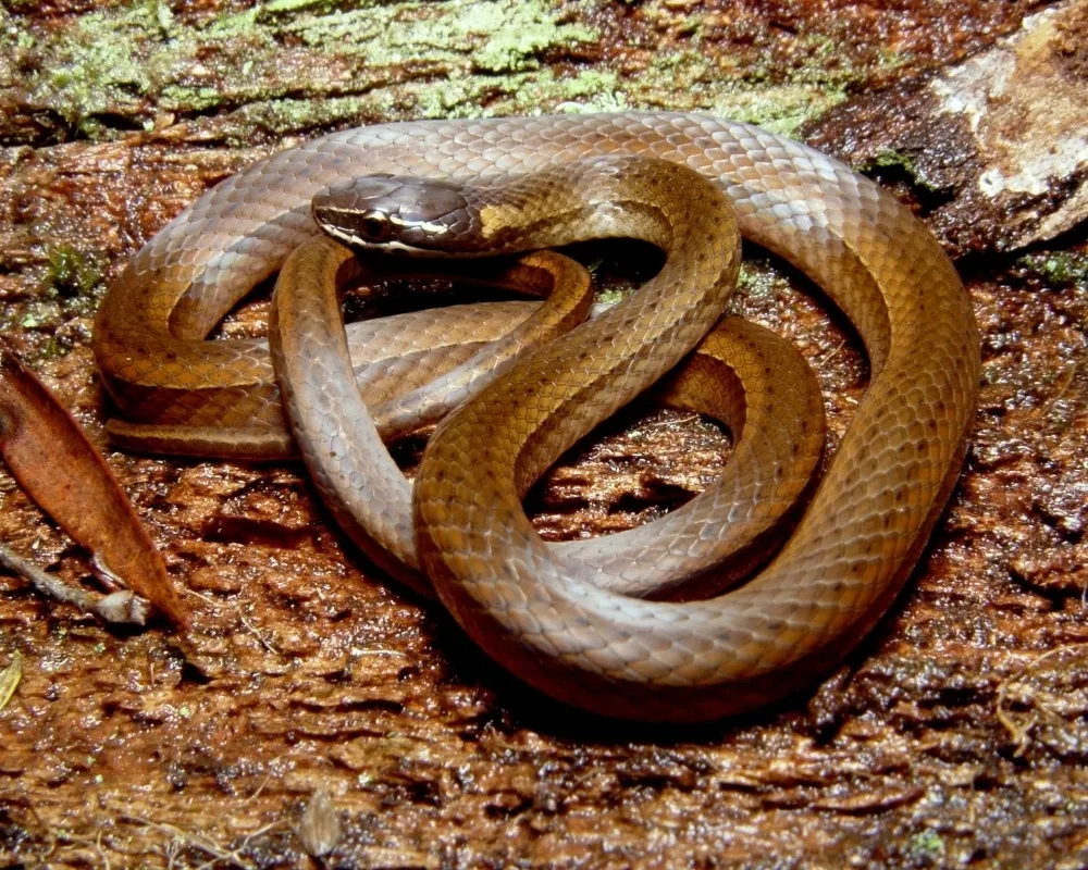 Serpente marrom com cabeça escura e corpo enrolado sobre madeira.