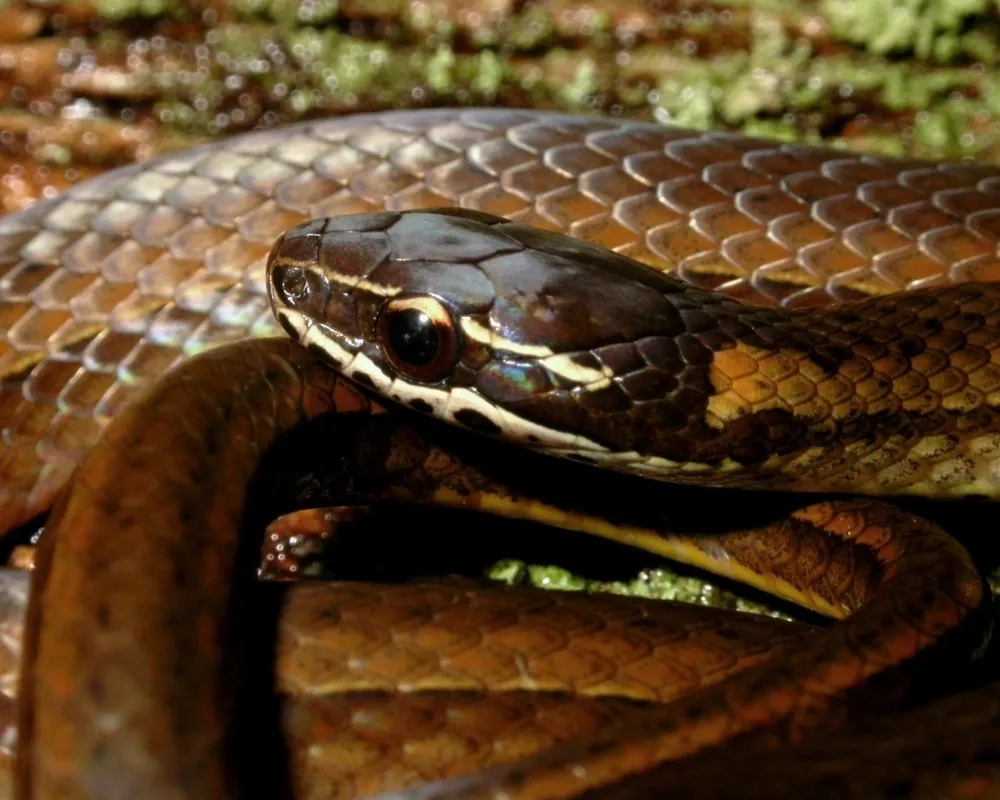 Close-up de cabeça de uma serpente marrom com listras brancas e escuras.
