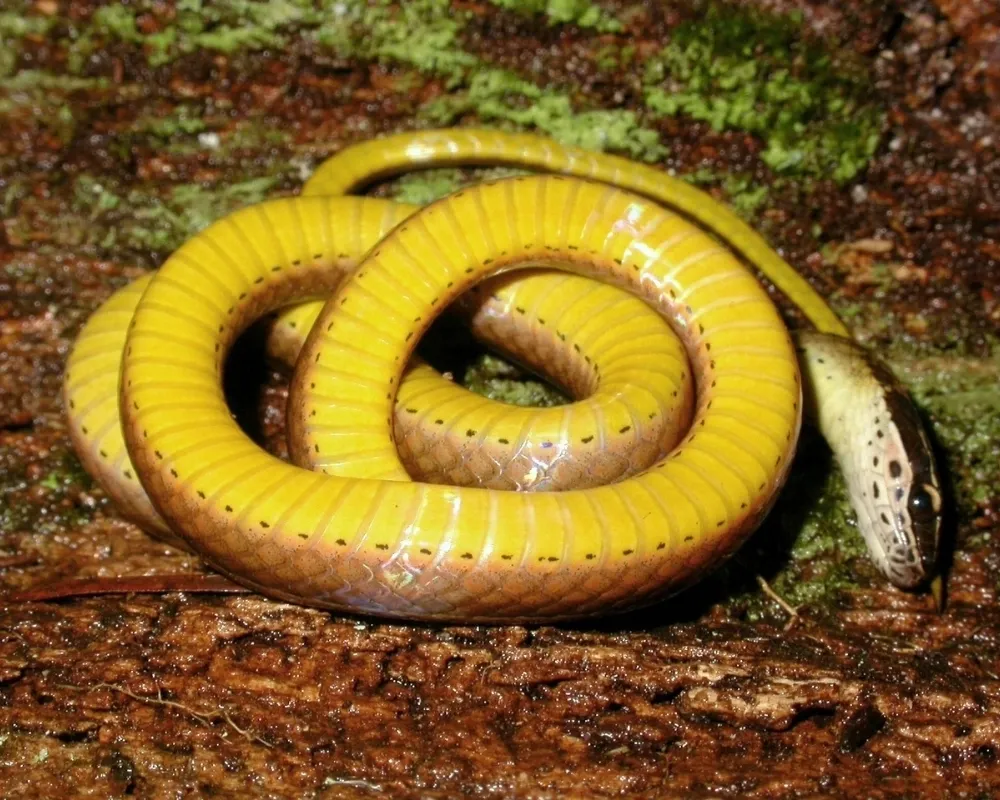 Serpente com ventre amarelo intenso enrolada sobre tronco em ambiente úmido.