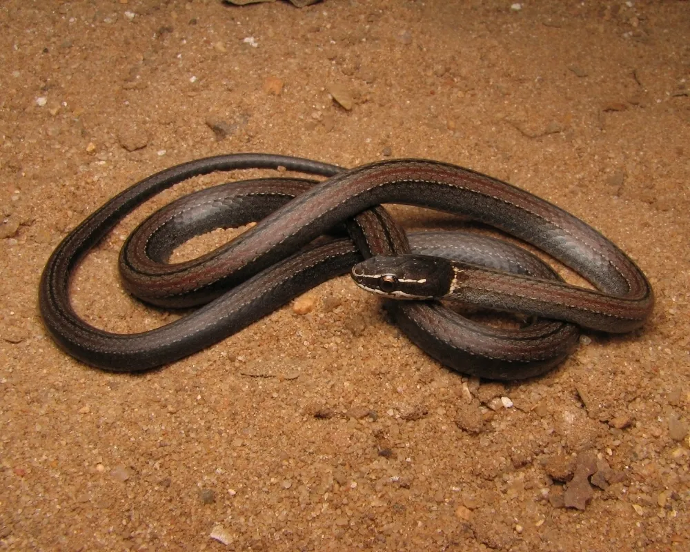 Serpente escura com linha dorsal avermelhada enrolada sobre solo arenoso.
