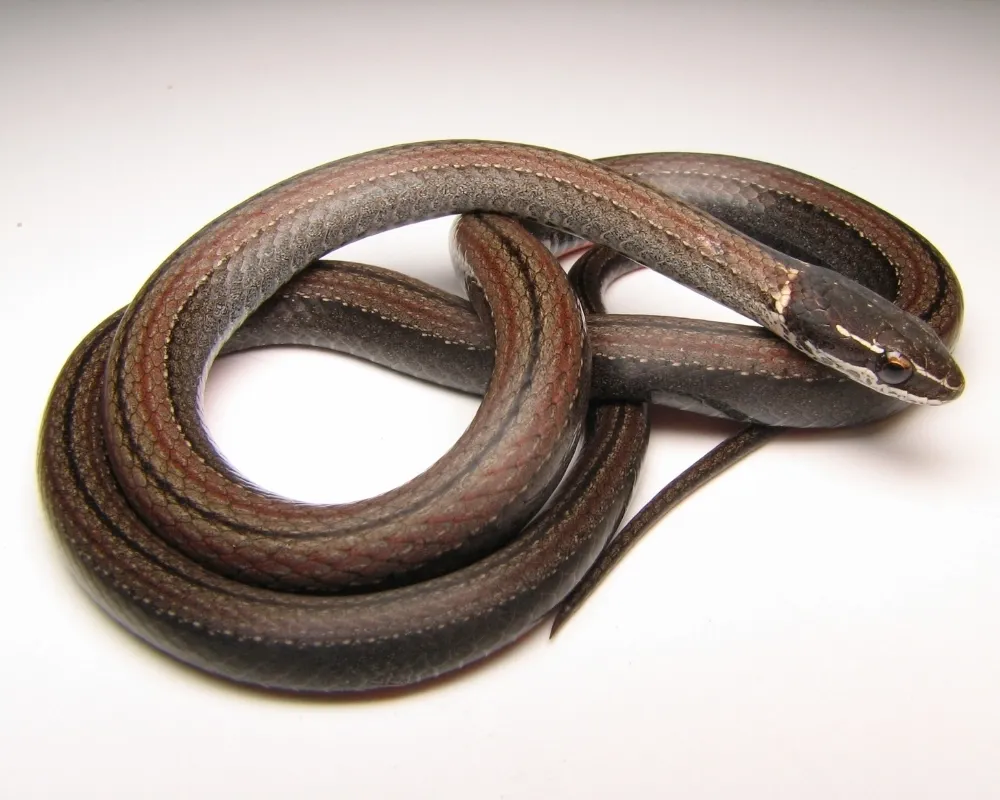Serpente escura com faixas avermelhadas vista sobre fundo branco.