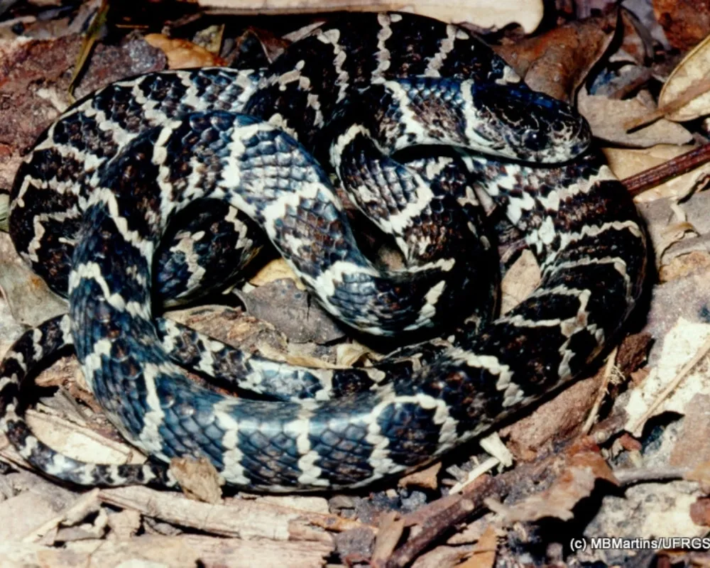 Serpente com padrão preto e branco contrastante enrolada sobre folhas secas na floresta.