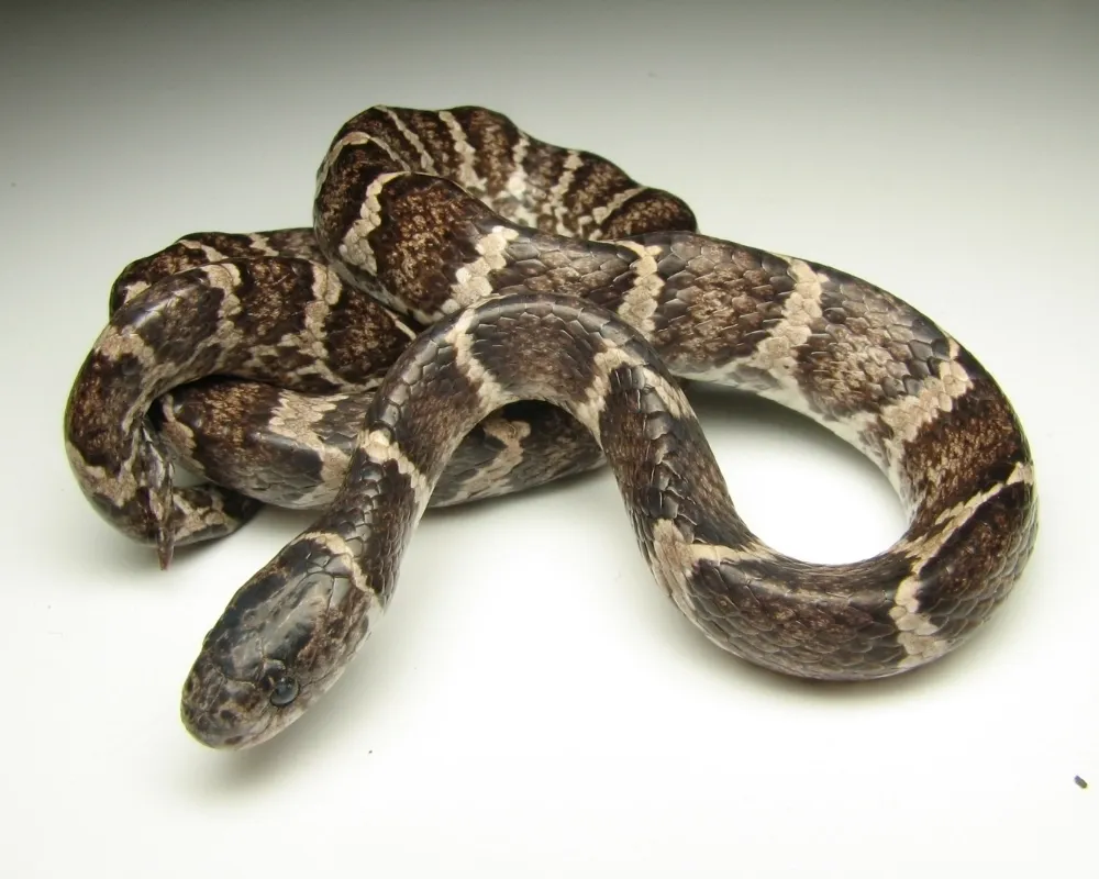 Serpente marrom com faixas claras irregulares posicionada sobre fundo branco.