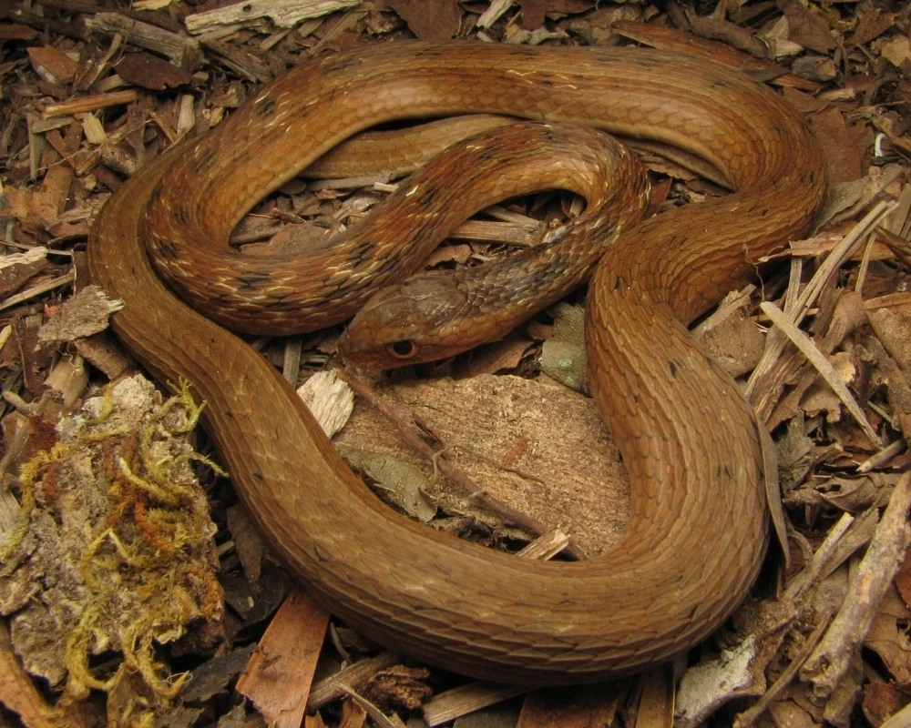 Cobra marrom com pequenas manchas escuras no dorso, enrolada sobre folhas secas e galhos no chão da mata.