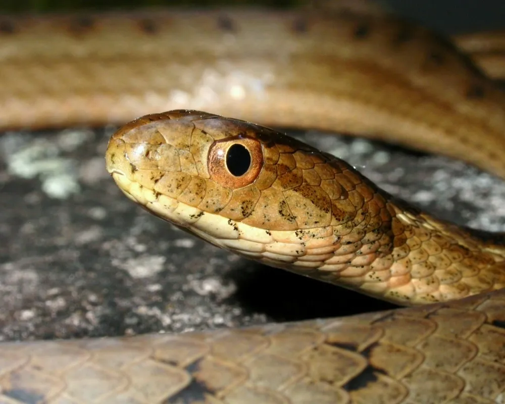 Close-up da cabeça de serpente marrom-clara destacando olho grande e escamas detalhadas.