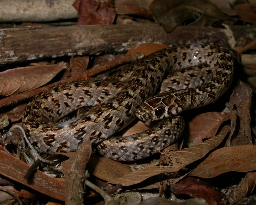 Serpente marrom-clara com manchas escuras irregulares entre folhas secas.