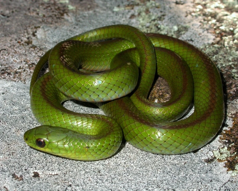 Cobra verde lisa com listra marrom no dorso e olhos grandes, enrolada sobre rocha clara em ambiente natural.