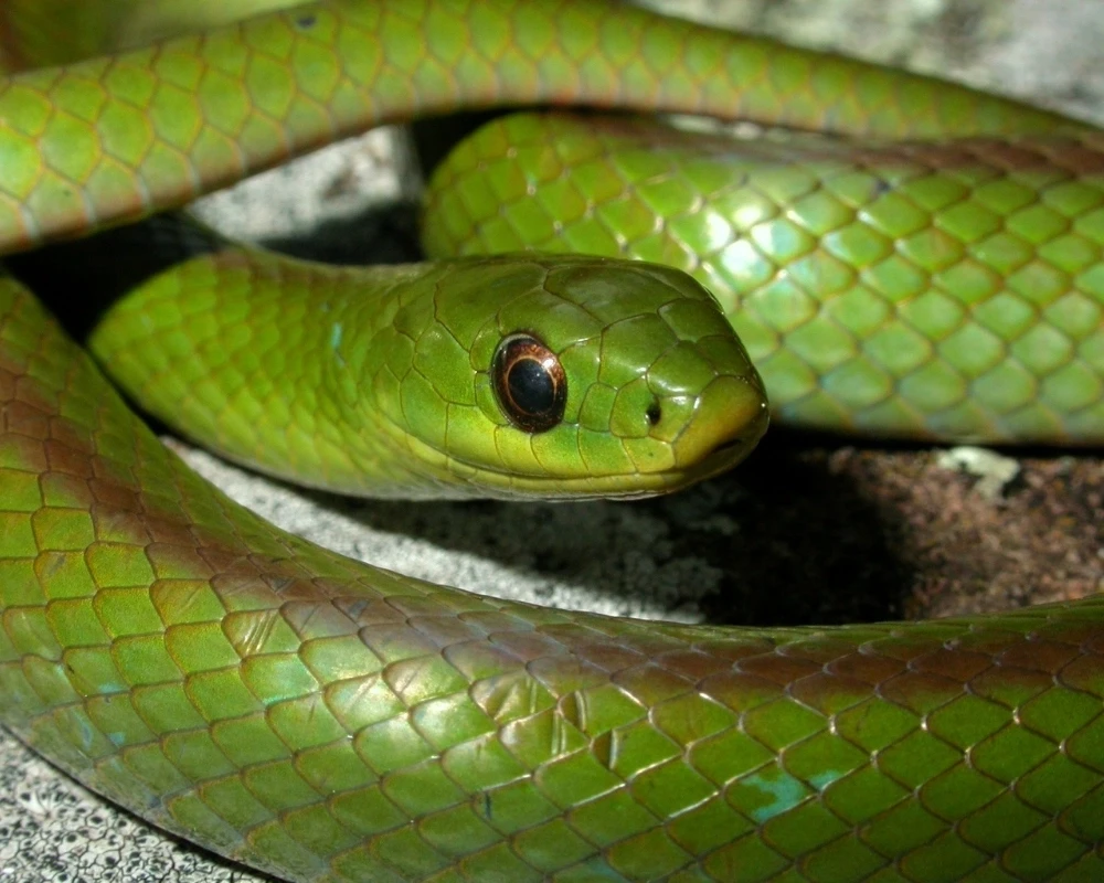 Close-up de cobra verde com escamas uniformes e brilhantes, cabeça levemente elevada sobre superfície rochosa.