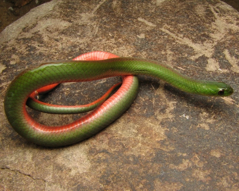 Cobra verde com ventre avermelhado visível, corpo alongado sobre pedra em área aberta.