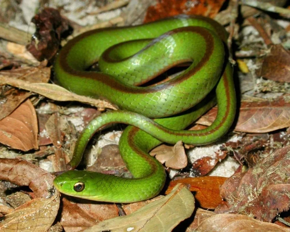 Serpente verde intensa com linha longitudinal escura enrolada sobre folhas.