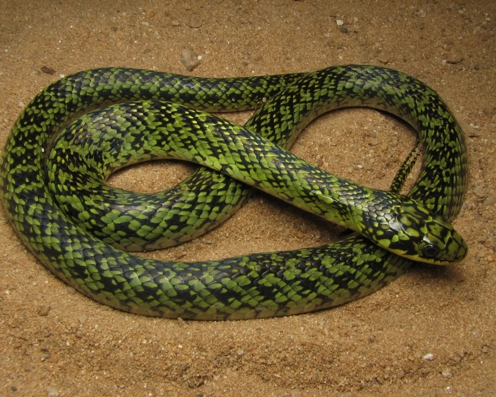 Cobra verde e preta com padrão irregular, enrolada sobre areia clara.