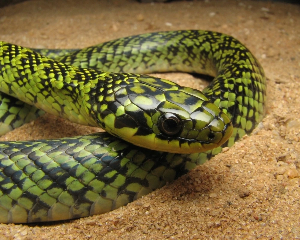 Close-up de cobra verde com manchas pretas formando padrão irregular, repousando sobre areia.