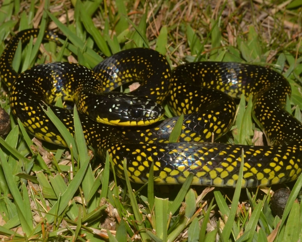 Cobra preta com manchas amarelas espalhadas pelo corpo, enrolada na grama verde.