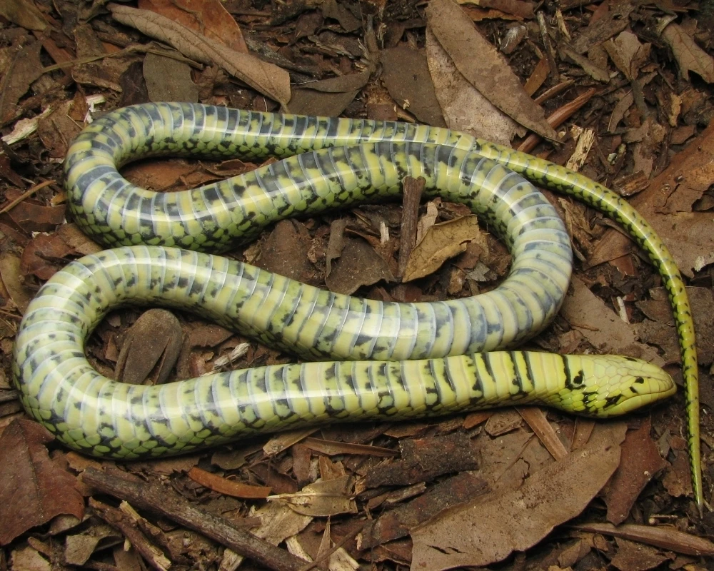 Cobra com ventre branco amarelado, com faixas e manchas escuras transversais, estendida sobre folhas secas no chão da mata.