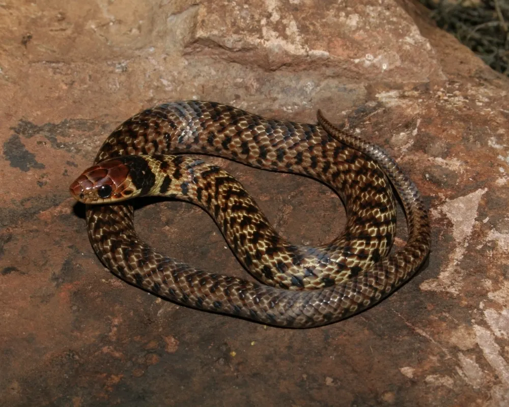 Serpente marrom com manchas irregulares enrolada sobre superfície rochosa.
