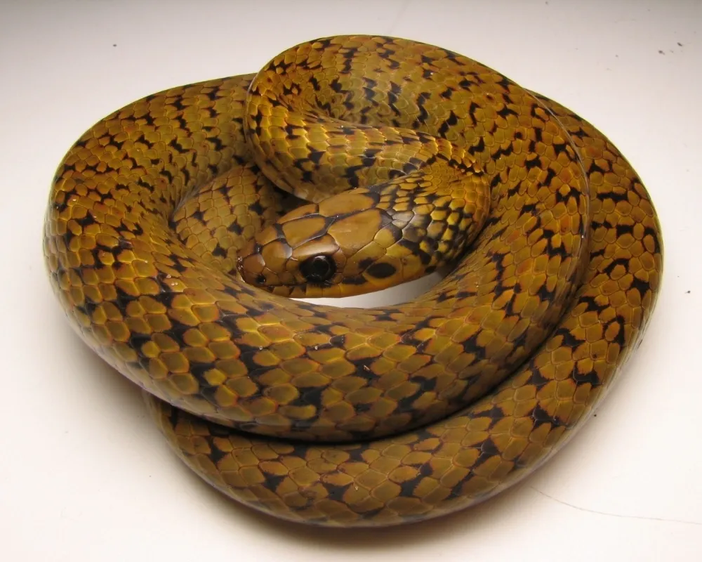 Serpente amarelo-dourada com manchas escuras irregulares enrolada sobre fundo branco.