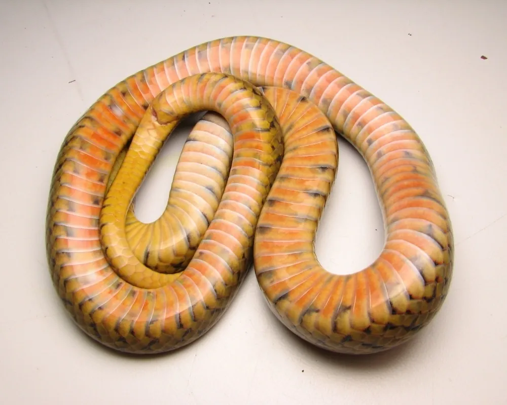 Serpente com ventre alaranjado e faixas escuras vista por baixo sobre fundo claro.