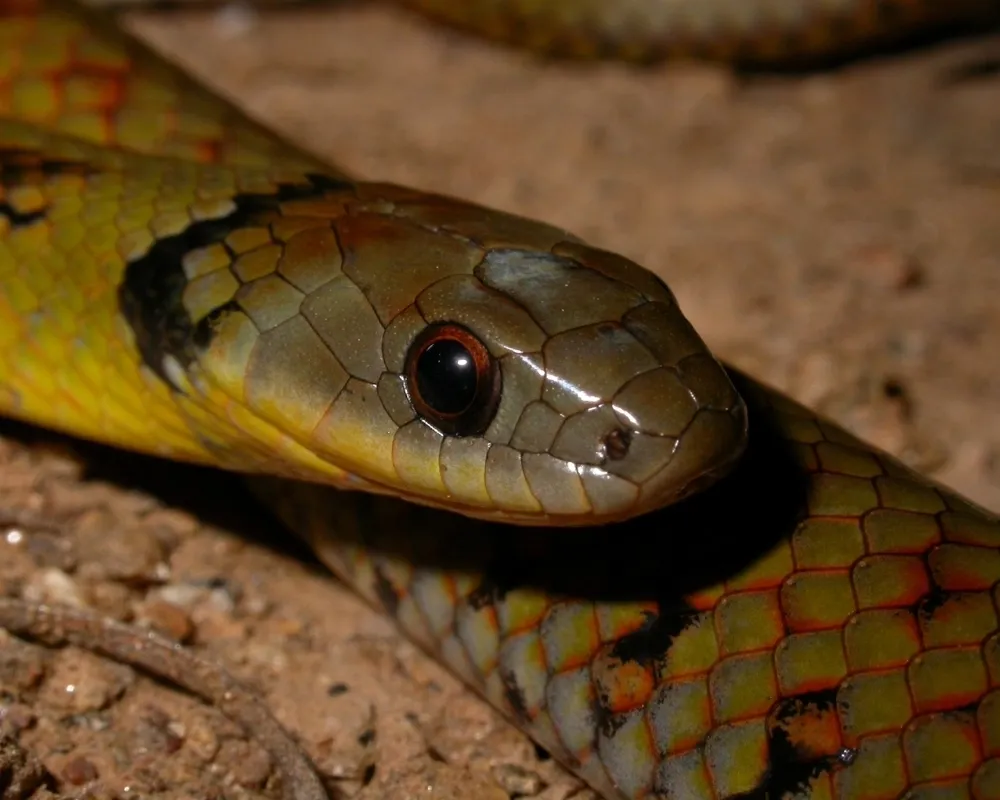 Close-up da cabeça de serpente verde-oliva destacando olho escuro e escamas detalhadas.