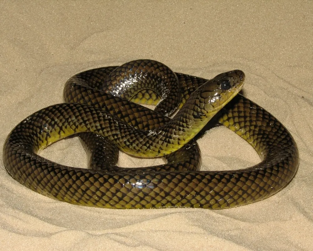 Serpente marrom com padrão reticulado escuro enrolada sobre areia clara.