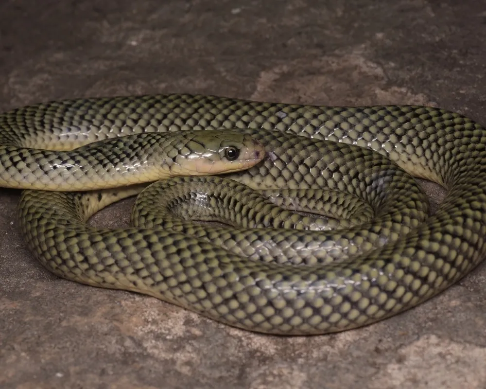 Serpente verde-oliva com padrão quadriculado escuro enrolada sobre rocha.