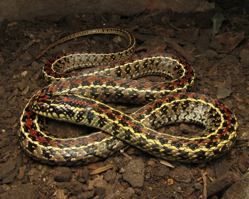 Cobra com padrão em preto, amarelo e vermelho, enrolada sobre solo de terra em ambiente natural.