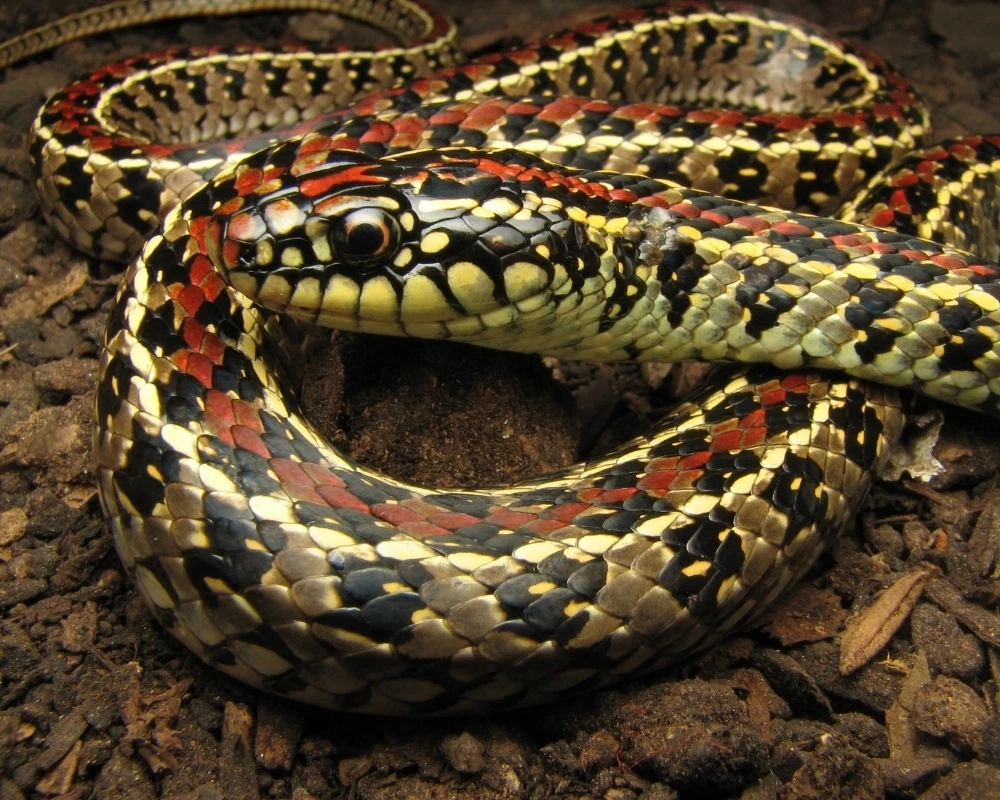 Close-up de cobra com escamas multicoloridas em preto, amarelo e vermelho, cabeça destacada entre o corpo enrolado.