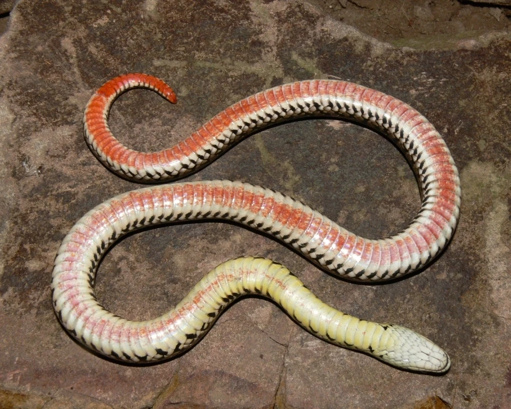Cobra com ventre branco e vermelho, enrolada sobre pedra escura.