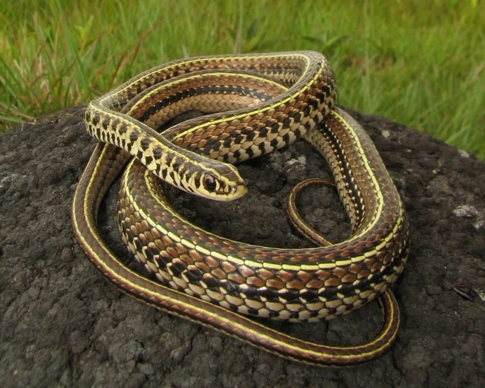 Cobra marrom com linhas amarelas longitudinais e manchas pretas ao longo do corpo, enrolada sobre uma pedra.
